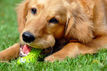 Image showing Golden retriever with toy