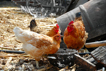 Image showing Hens in rustic farm yard