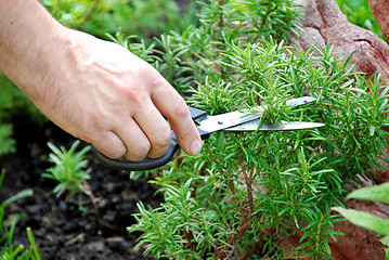 Image showing Rosemary seasoning garden