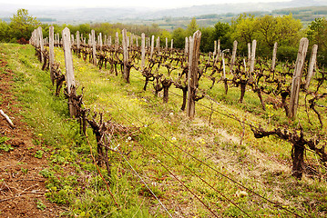 Image showing Vineyard