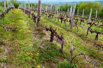 Image showing Vineyard