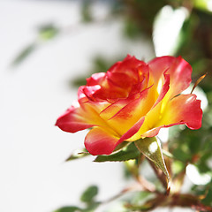 Image showing Yellow and Pink Rose