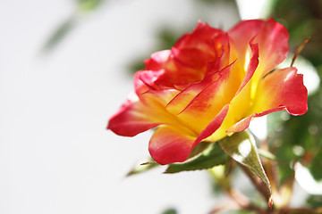 Image showing Yellow and Pink Rose