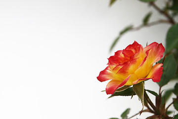 Image showing Yellow and Pink Rose