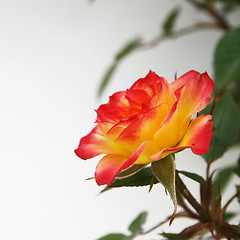 Image showing Yellow and Pink Rose