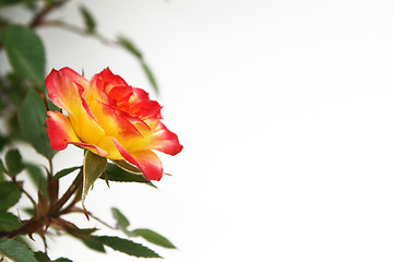 Image showing Yellow and Pink Rose