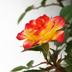 Image showing Yellow and Pink Rose