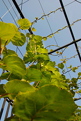 Image showing Growing kiwi