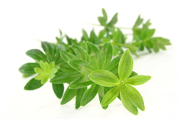 Image showing sweet woodruff