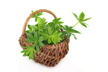 Image showing sweet woodruff