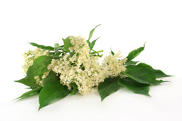 Image showing Elderberry