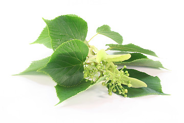 Image showing Linden flowers