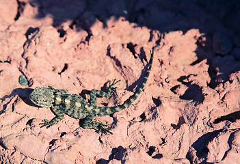 Image showing lizard