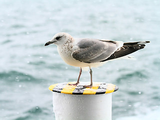 Image showing Seagull