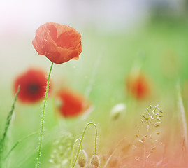 Image showing wild poppies