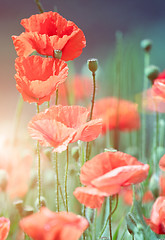 Image showing wild poppies
