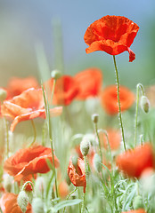 Image showing wild poppies