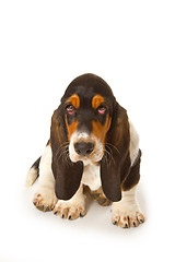 Image showing Cute basset puppy