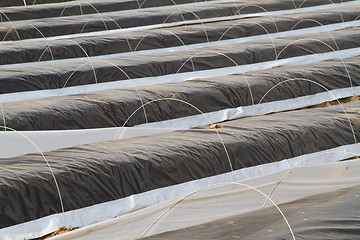 Image showing Asparagus field