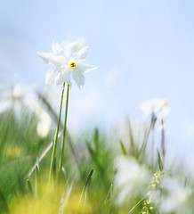 Image showing wild narcissus