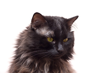 Image showing Black Cat Portrait
