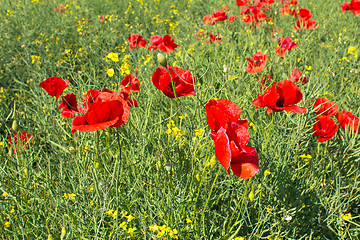 Image showing Poppies and canola in a field