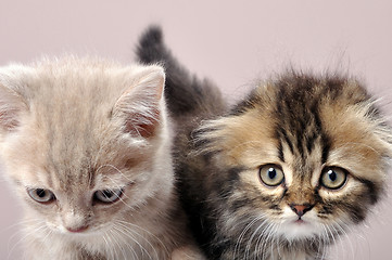 Image showing British fold and straight ear breed  kittens