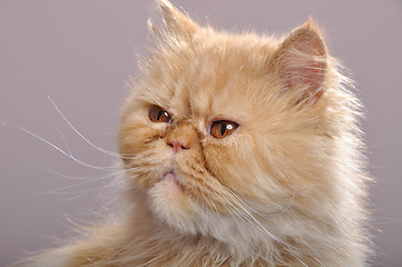 Image showing Persian purecat