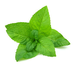 Image showing Fresh mint