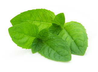 Image showing Mint