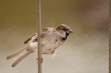 Image showing Sparrow