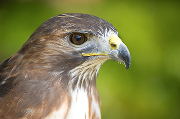 Image showing Hawks head