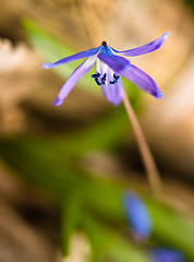 Image showing Squill flower in spring: Macro with shallow DOF