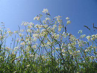 Image showing Wild chervil.