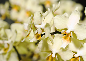 Image showing Orchide flower in Keukenhof park