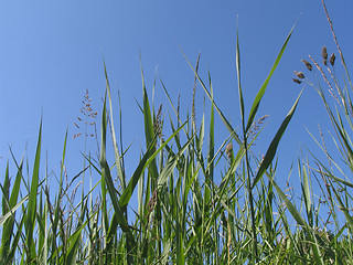 Image showing Grass