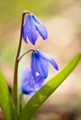 Image showing Squill flowers in spring: Macro