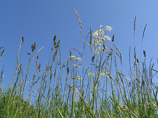 Image showing Reeds and chervil