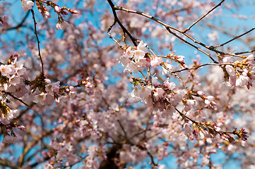 Image showing Pink cherry blossom