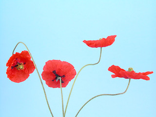 Image showing arrangement of red poppies