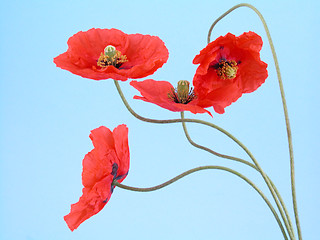 Image showing arrangement of red poppies