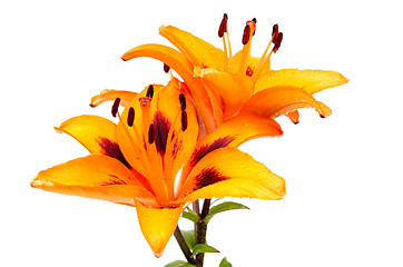 Image showing Orange lily flowers