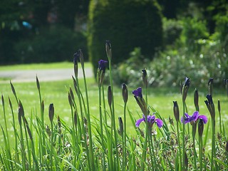 Image showing Flowers