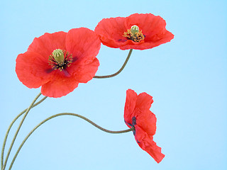 Image showing arrangement of red poppies