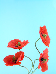 Image showing arrangement of red poppies