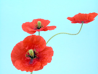 Image showing arrangement of red poppies