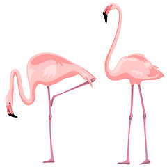 Image showing Flamingo