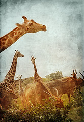 Image showing African Animals