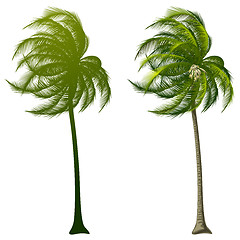 Image showing Palm Tree