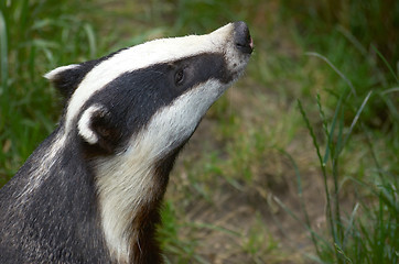 Image showing Badger